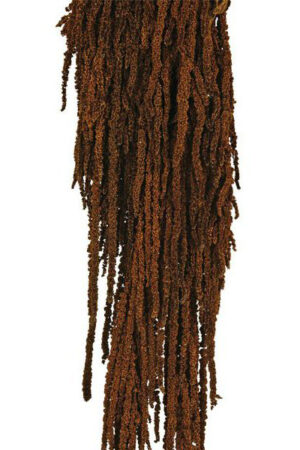 Amaranthus marrone