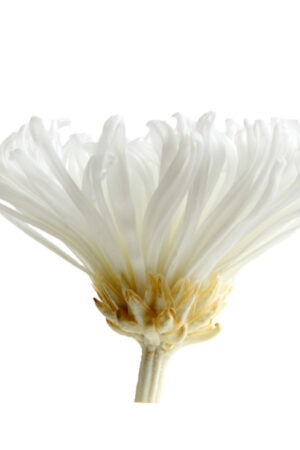 Box Anastasia Chrysantemum bianco