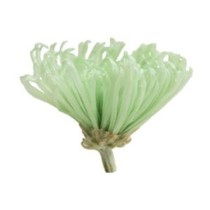 Box Anastasia Chrysantemum verde menta