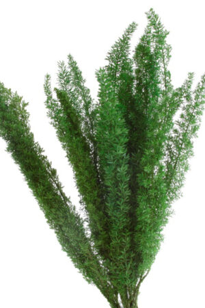 Foxtail