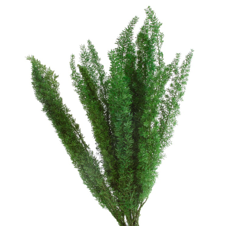 Foxtail