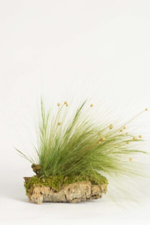 Barba composition