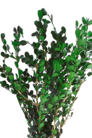 Buxus verde
