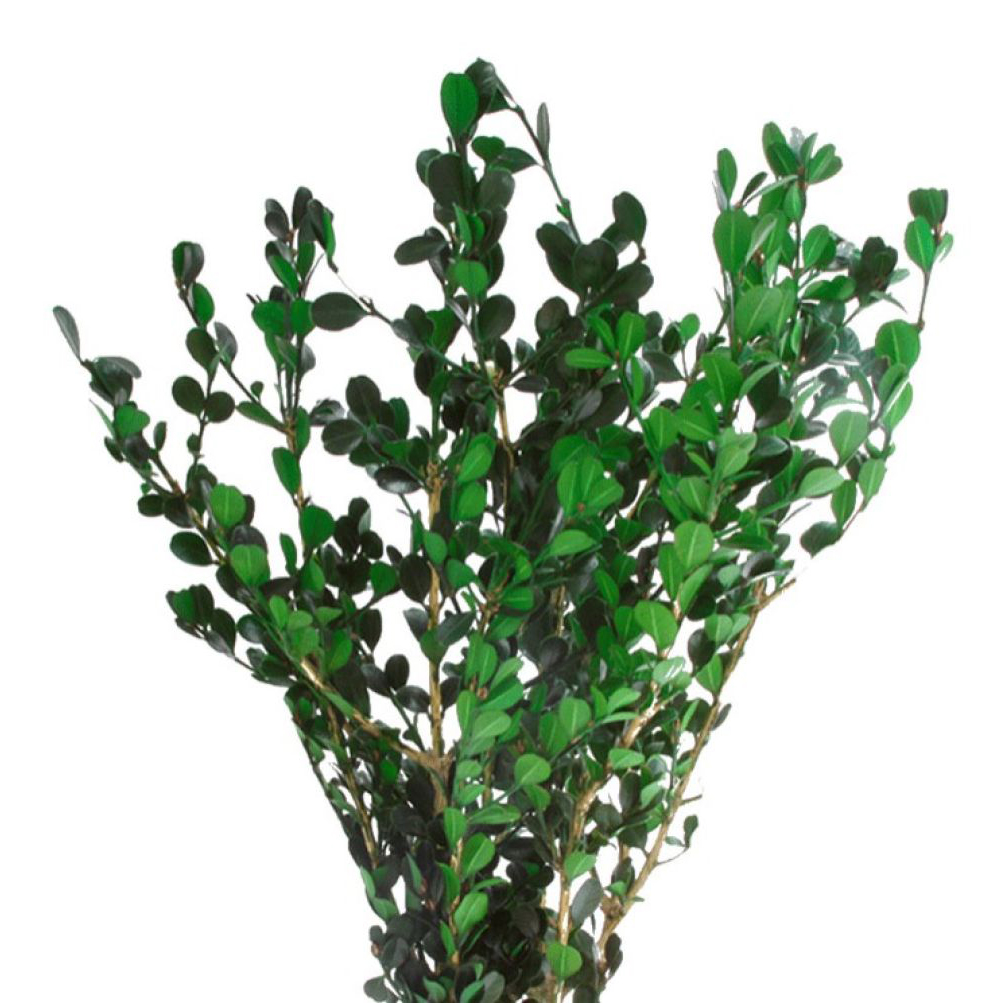 Buxus verde