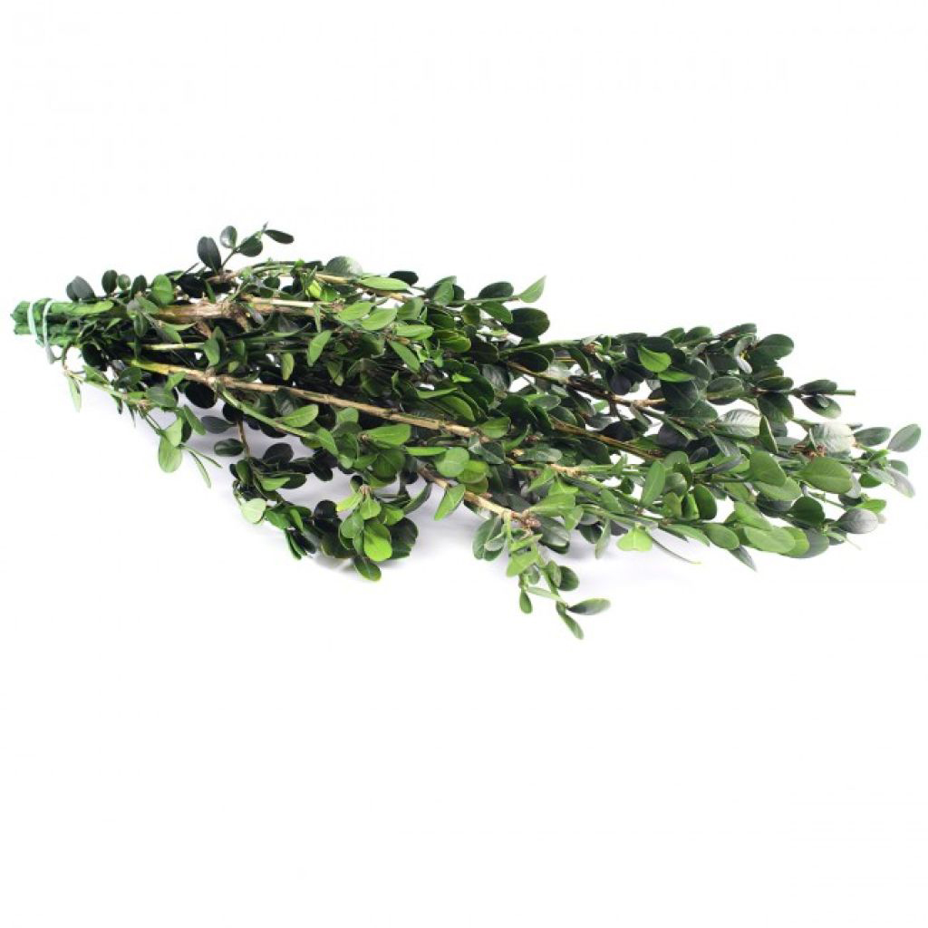 Buxus verde - immagine 2