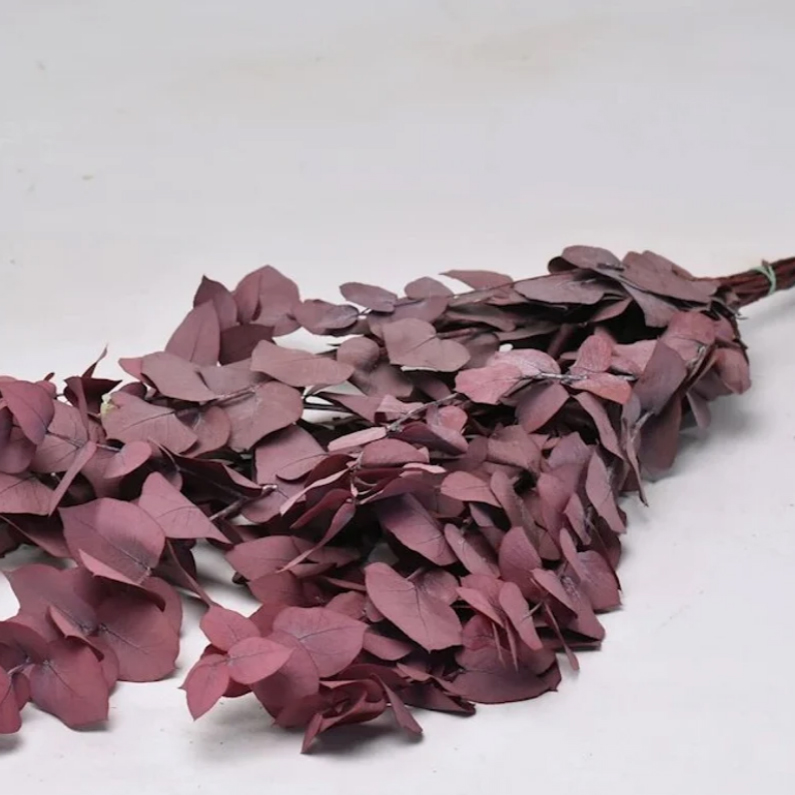 Eucalipto Stuartiana purple - immagine 2