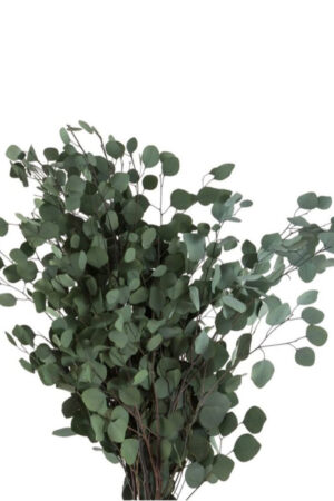 Eucalipto Popolus Verde
