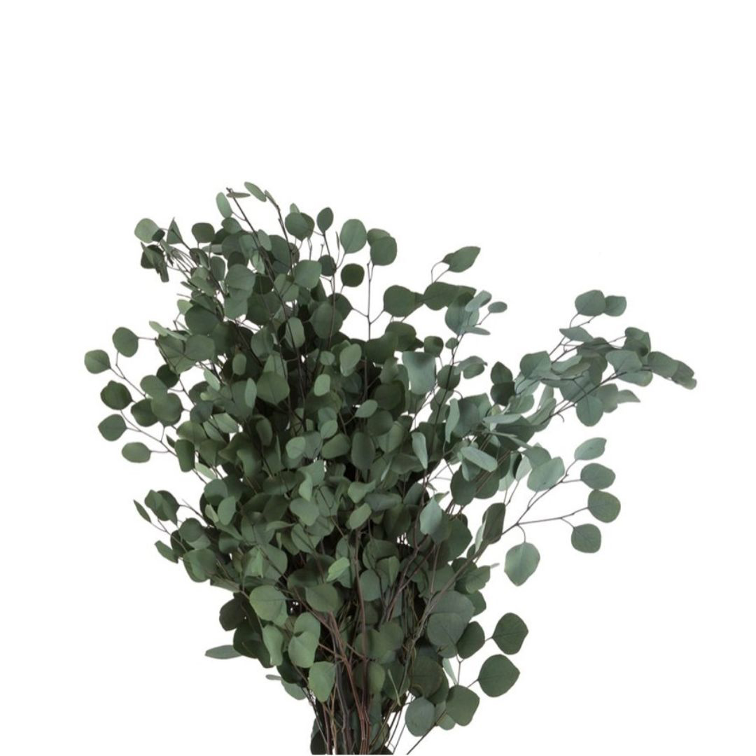 Eucalipto Popolus Verde
