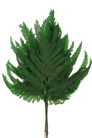 Felce Plumosa