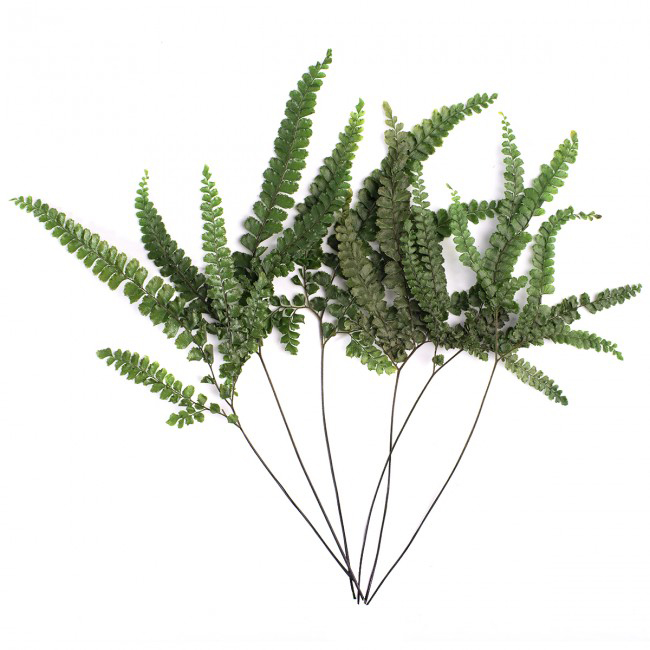 Felce verde piccola
