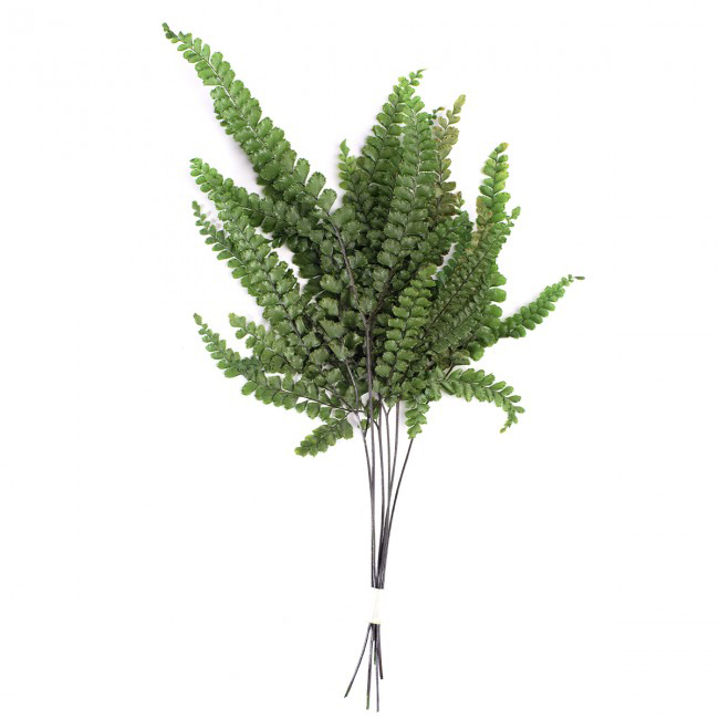 Felce verde piccola - immagine 2