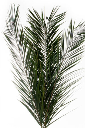 Foglie di palma stabilizzata 80/100 cm