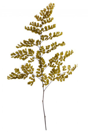 Capelvenere gialla