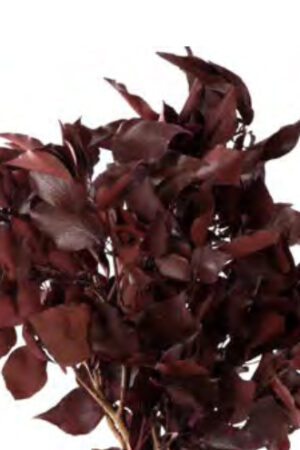 Hedera Arborea Rossa
