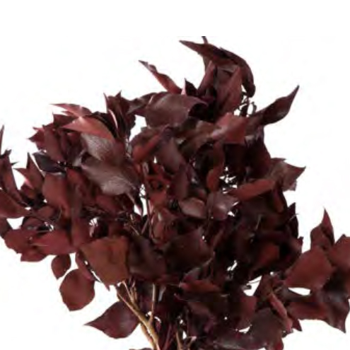 Hedera Arborea Rossa