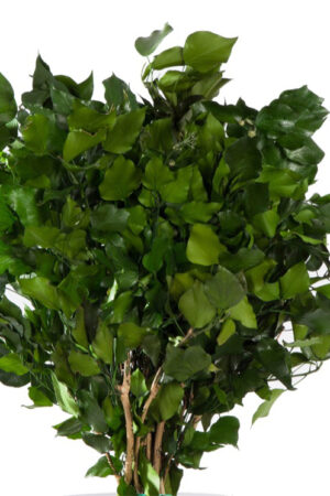 Hedera Arborea Verde