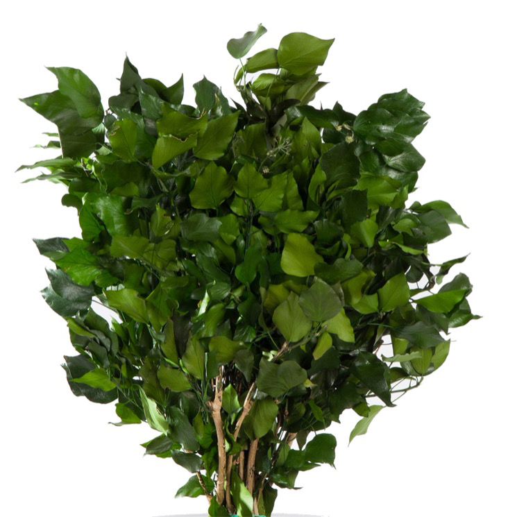 Hedera Arborea Verde