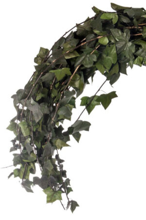 Hedera Helix stabilizzata