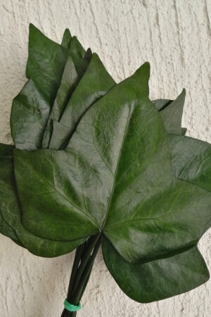 Hedera foglia stabilizzata