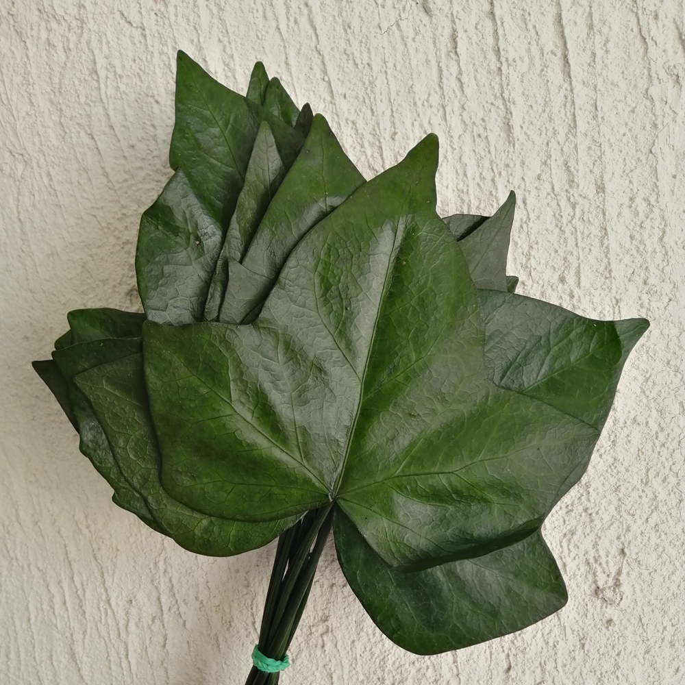 Hedera foglia stabilizzata