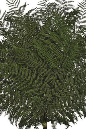 Helecho Bracken
