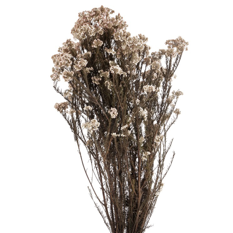 Helychrisium Diosmi Natural