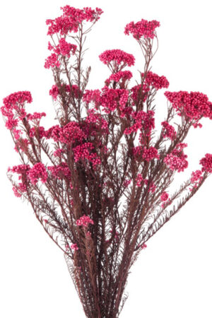 Helychrisium Diosmi Rosa