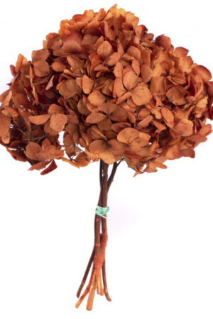 Hydrangea arancione