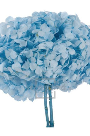 Hydrangea azzurra stabilizzata