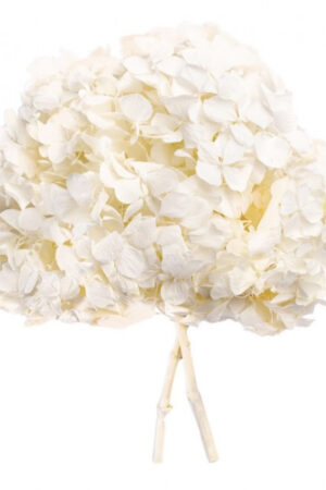 Hydrangea bianca stabilizzata