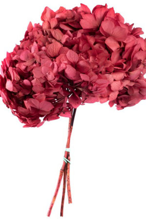 Hydrangea dark pink
