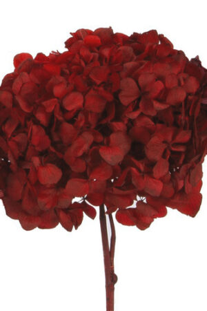 Hydrangea rossa stabilizzata