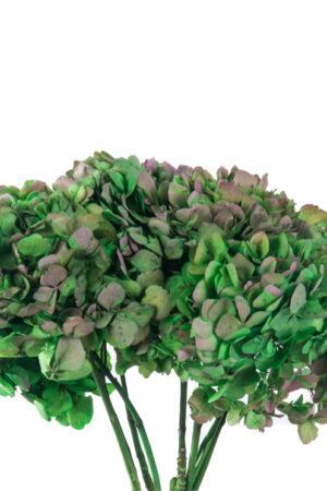 Hydrangea verde