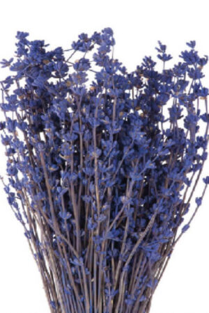 Lavanda viola stabilizzata