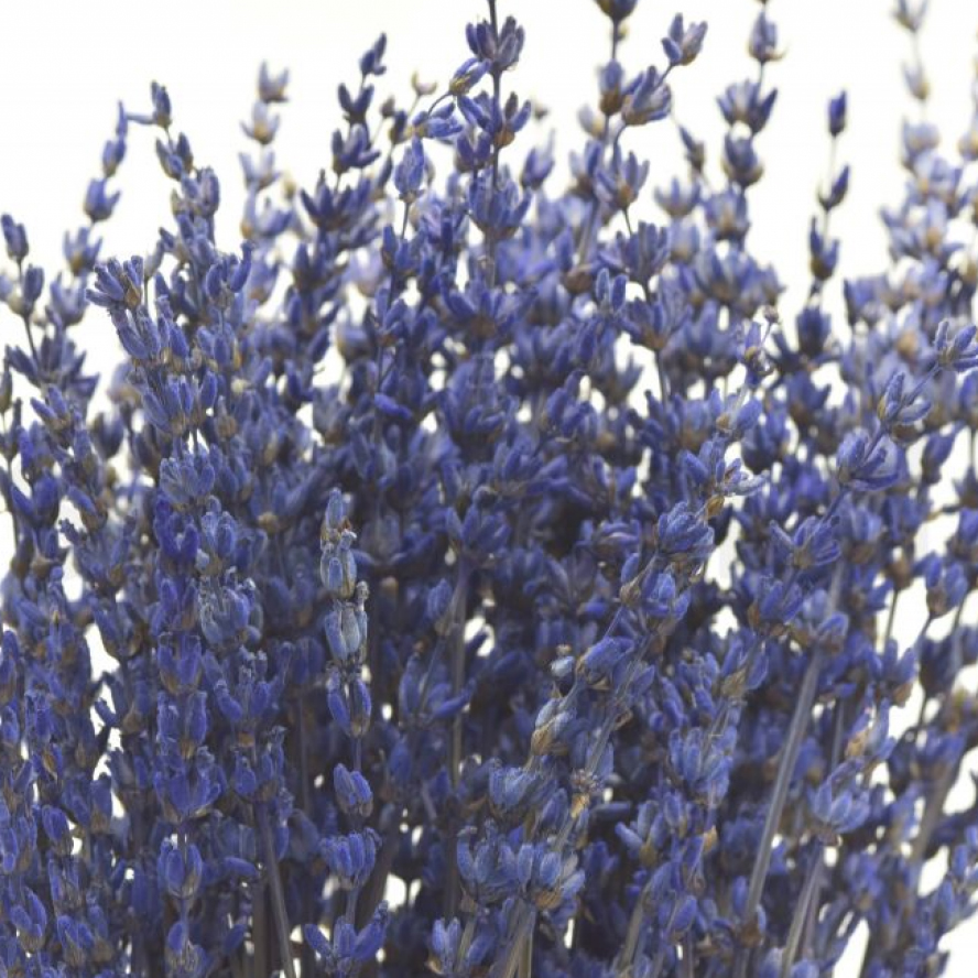Lavanda viola stabilizzata - immagine 2