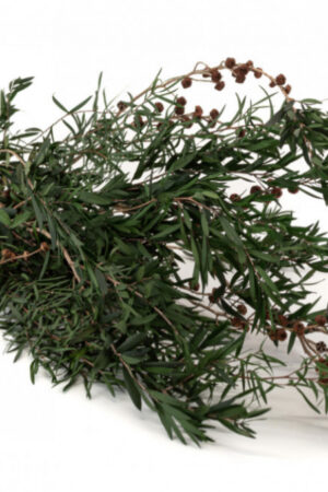 Lepto Lungifolia