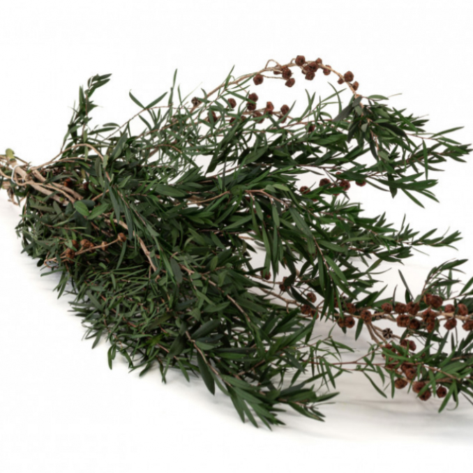 Lepto Lungifolia