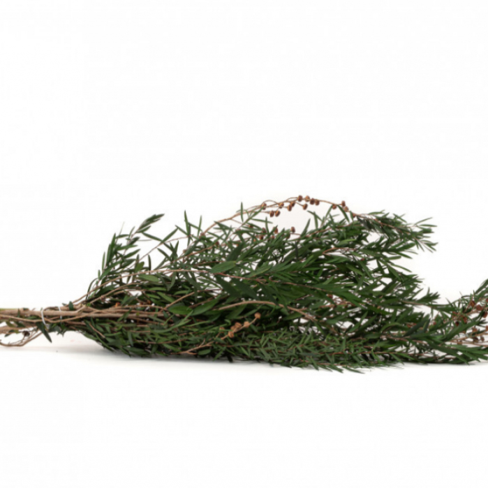 Lepto Lungifolia - immagine 2