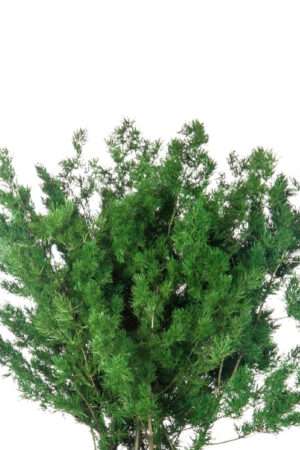 Ming Fern Verde
