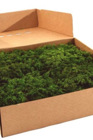 Box Muschio fern verde