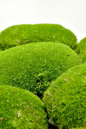 Muschio roccioso verde chiaro