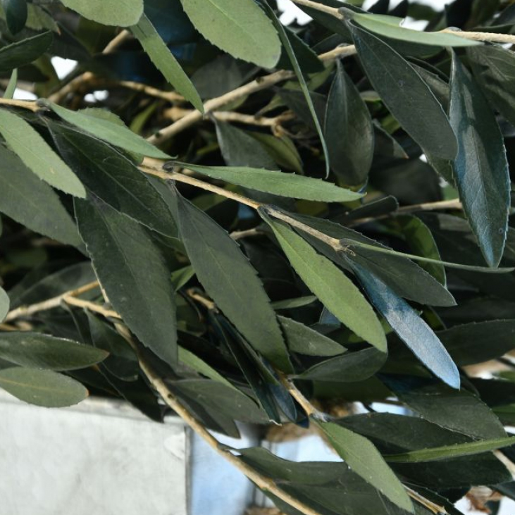 Ulivo stabilizzato - immagine 2