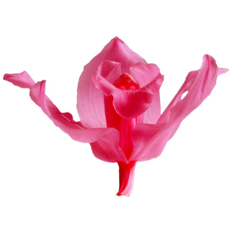 Box Orchidea stabilizzata fucsia - immagine 2