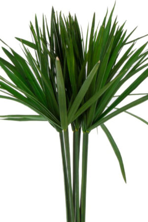 Papiro stabilizzato