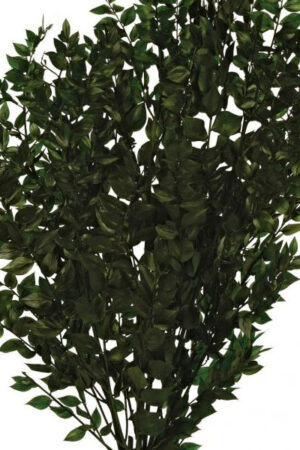Ruscus stabilizzato