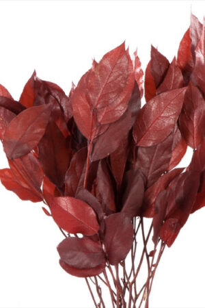 Salal Rosso