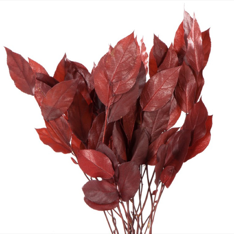 Salal Rosso