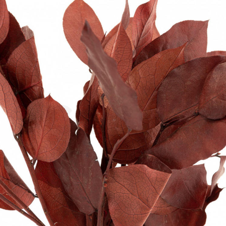 Salal Rosso - immagine 2