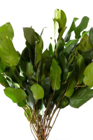 Salal Verde