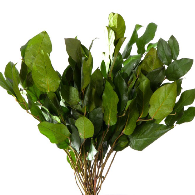 Salal Verde